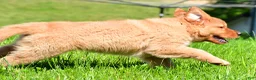 Golden Retriever dogs for sale: Axel - Ad 10