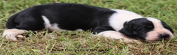 Great Dane dogs for sale: Great Dane 3 - Ad 6