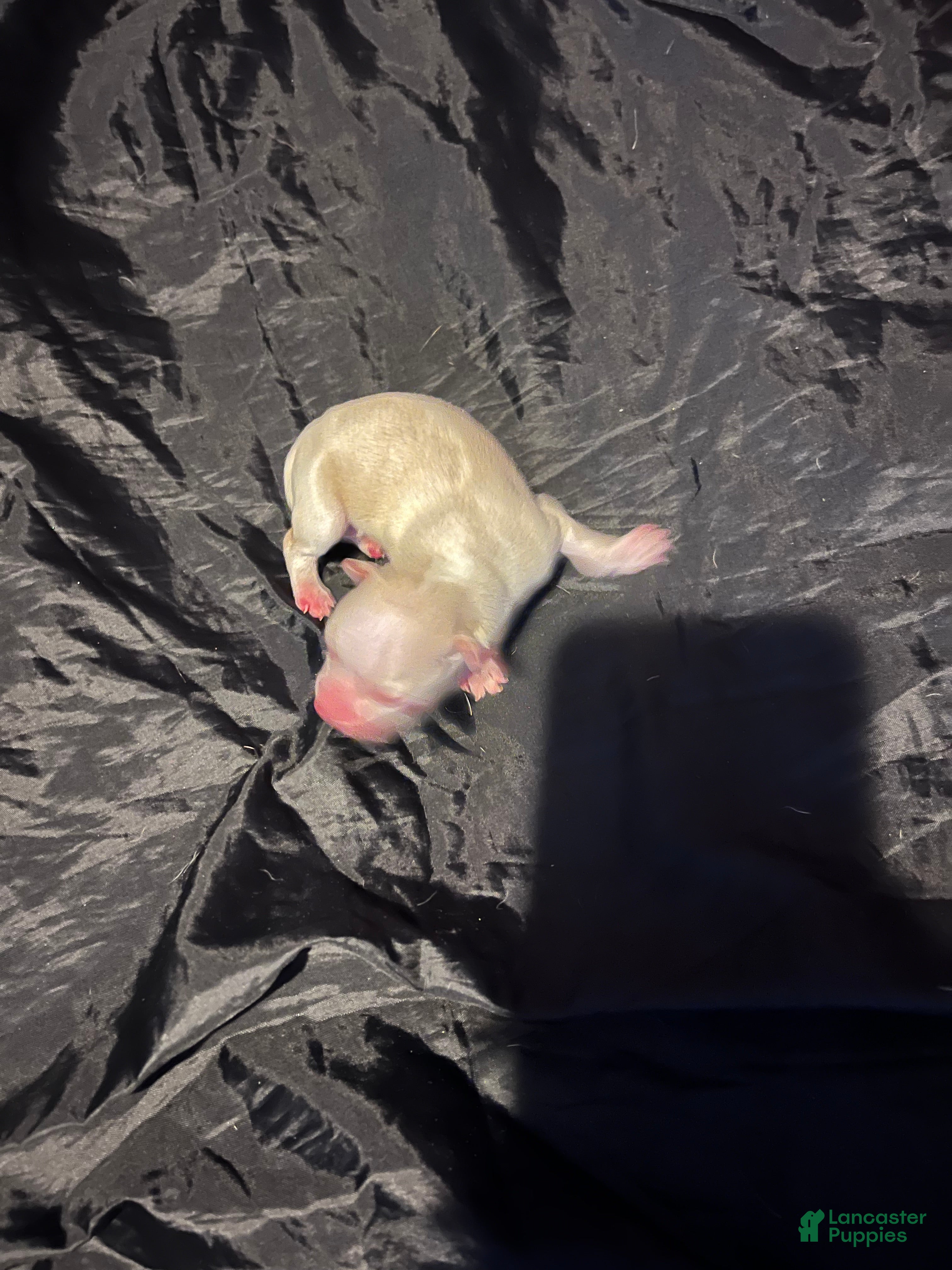 Chihuahua dogs for sale:  1 - Ad 11