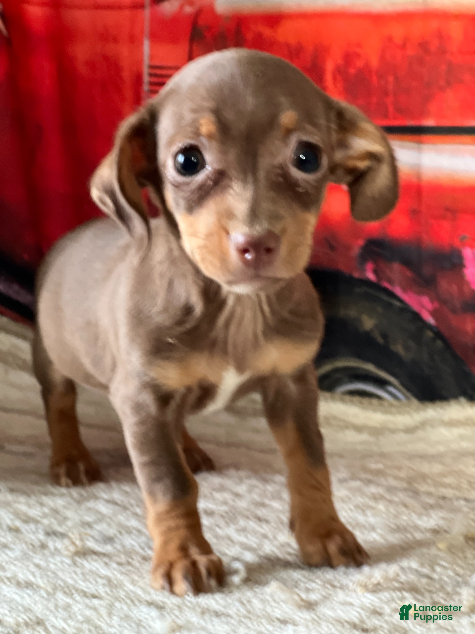 Chiweenie dogs Sweet - Ad 1