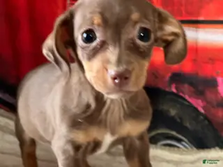 Chiweenie dogs Sweet - Ad 2