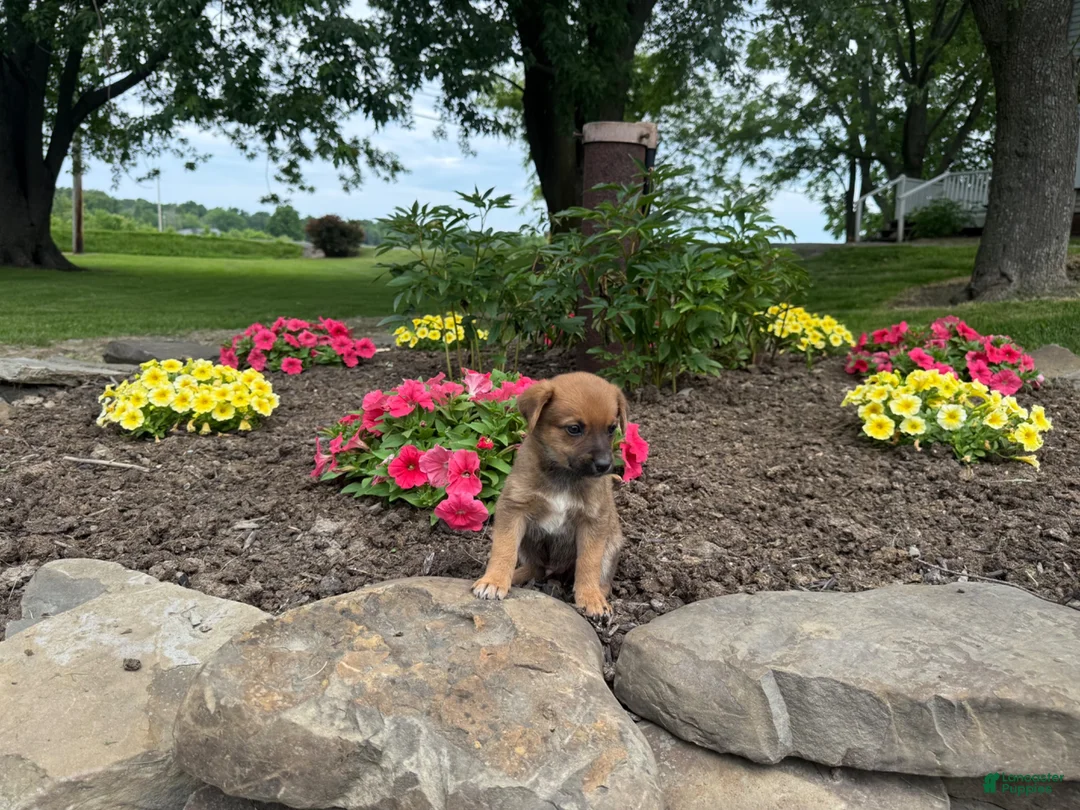 Mixed Breed dogs for sale: Rocy - Ad 4