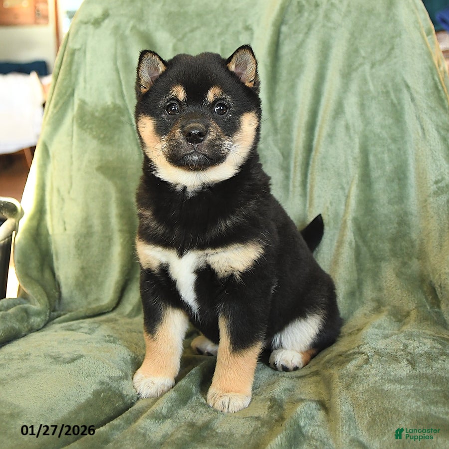 Shiba Inu dogs Cindy - Ad 41