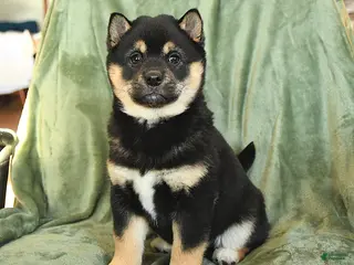 Shiba Inu dogs Cindy - Ad 41