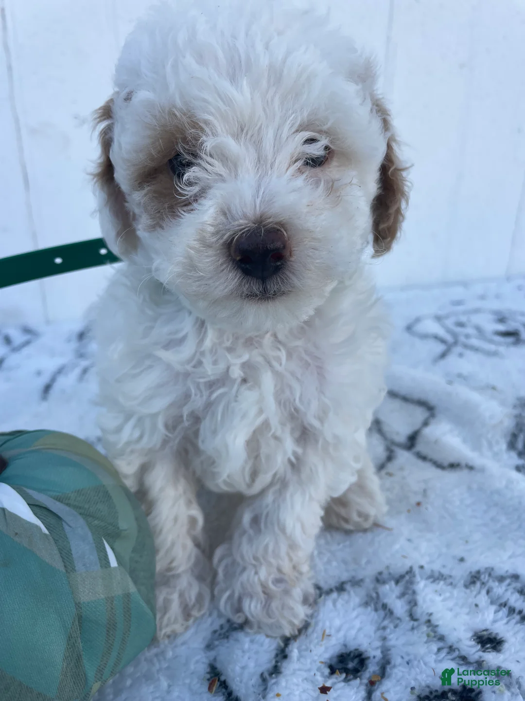 Yorkiepoo dogs for sale: Ernie - Ad 4