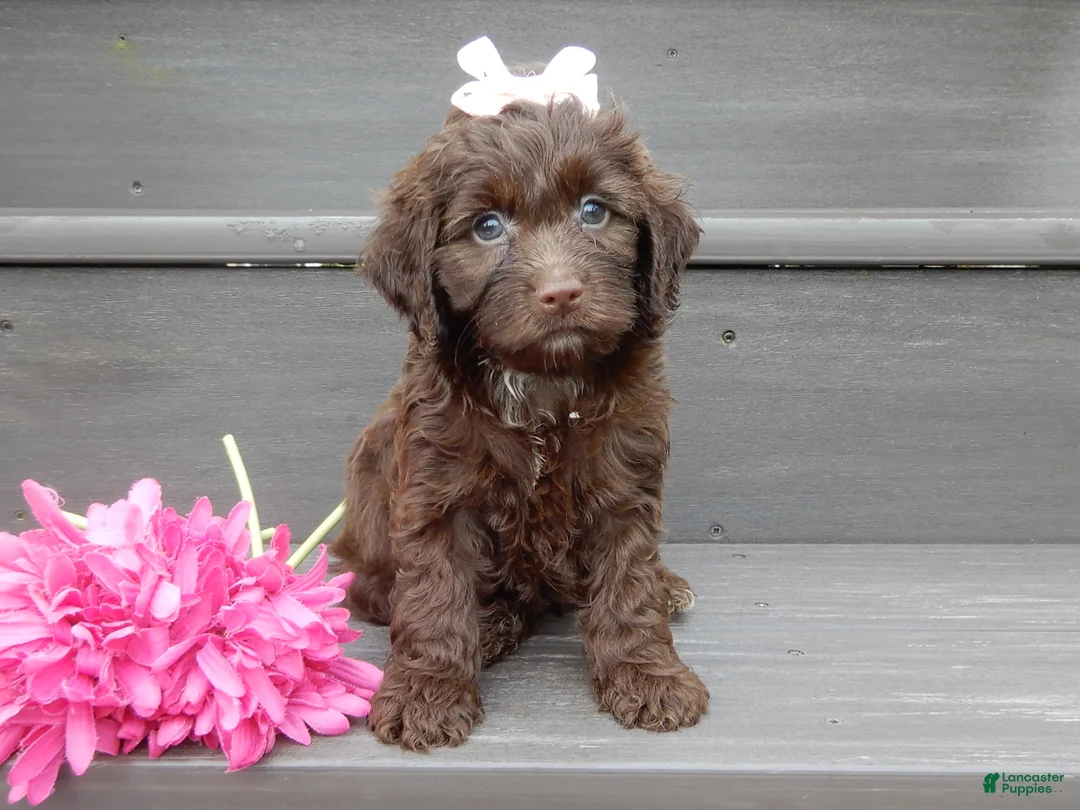 Cockapoo dogs for sale: Molly - Ad 2