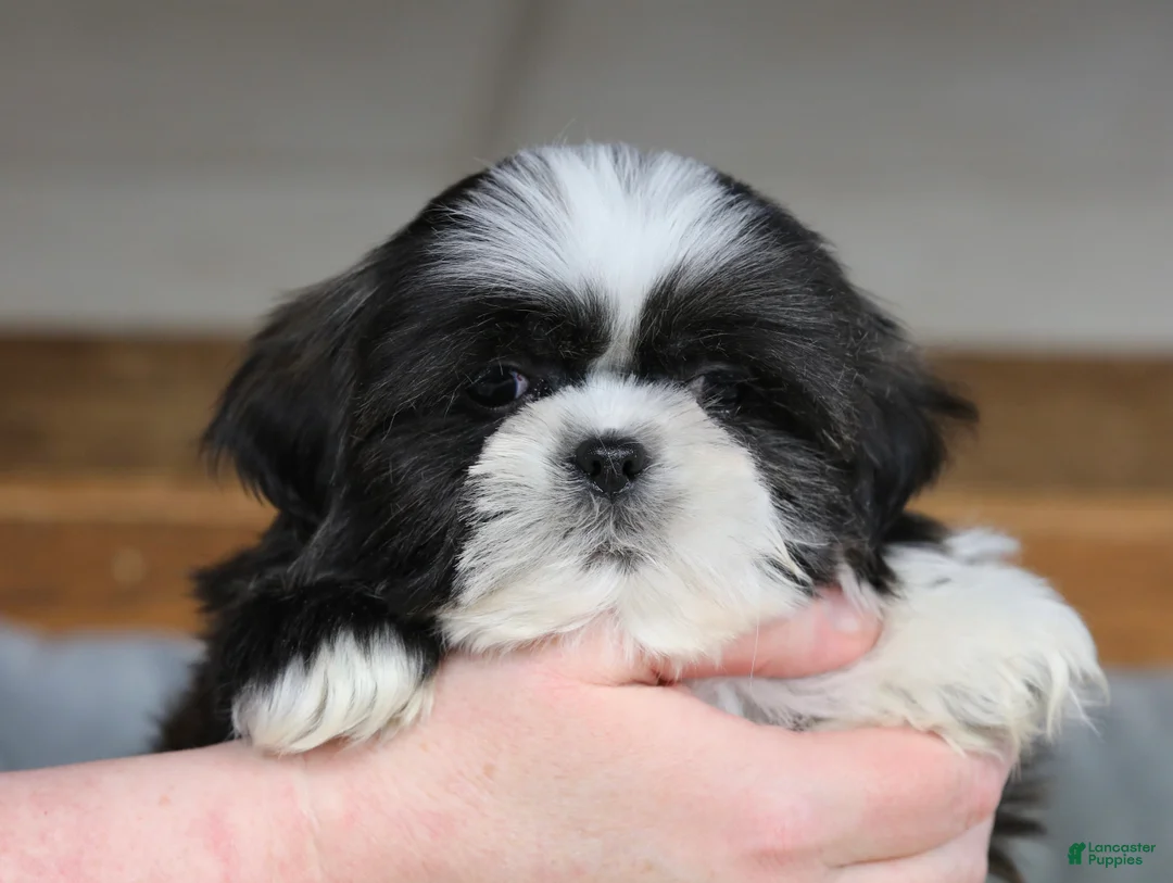 Shih Tzu dogs for sale: Stanlee - Ad 6