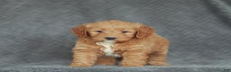 Mini Goldendoodle dogs for sale: Ramona - Ad 1