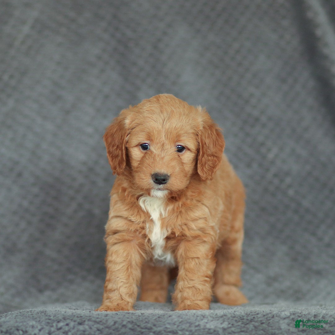 Mini Goldendoodle dogs for sale: Ramona - Ad 1