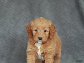 Mini Goldendoodle dogs Ramona - Ad 14