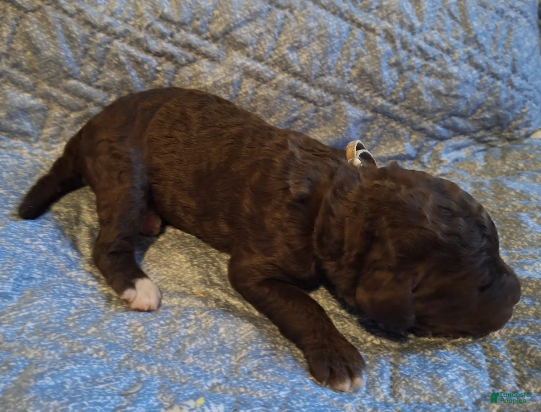 Labradoodle dogs for sale: Gardenia - Ad 5