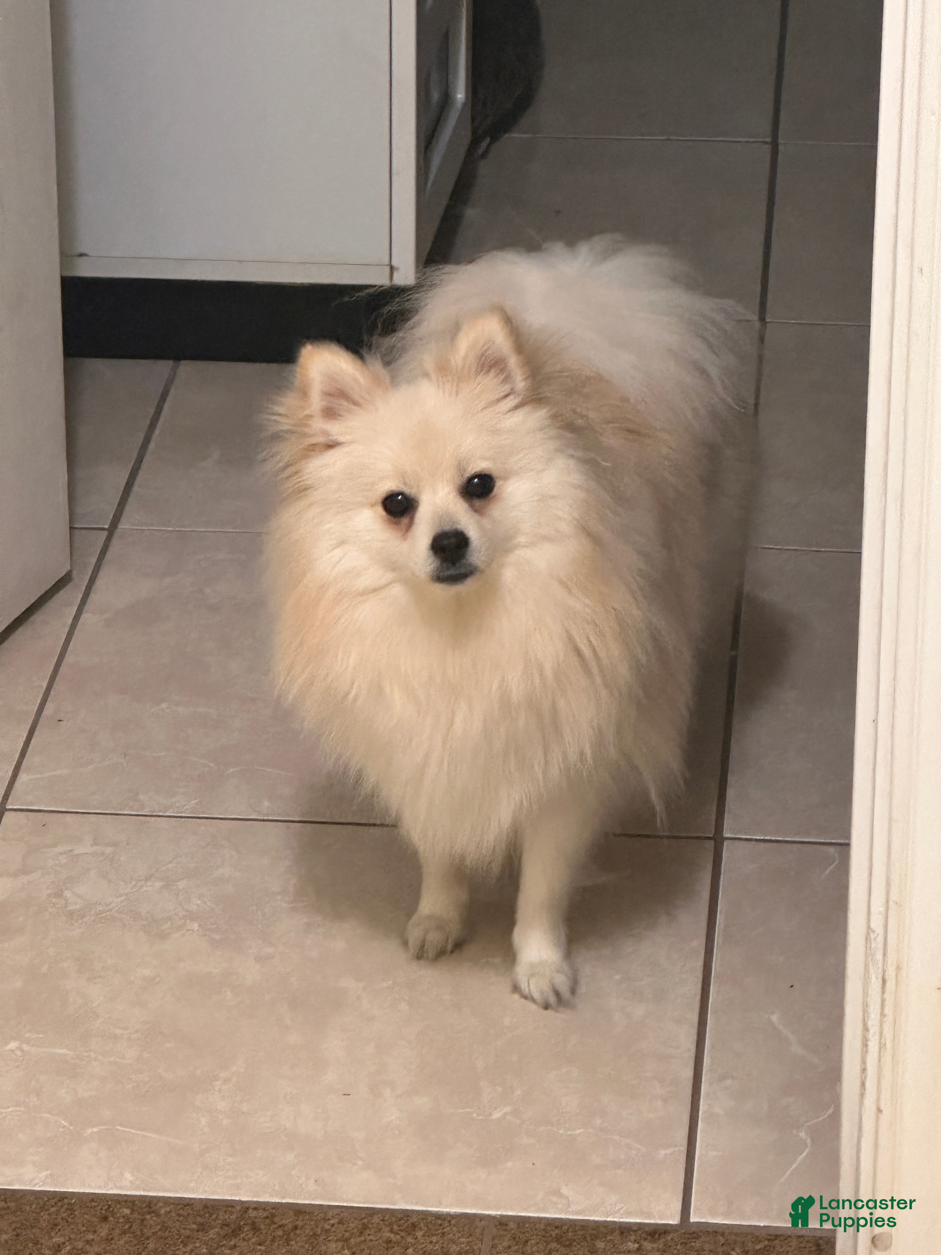 Minnie