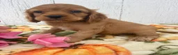 Cocker Spaniel dogs for sale: Peanut - Ad 2
