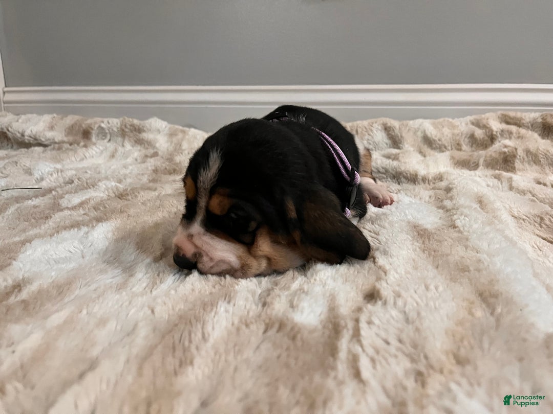 Basset Hound dogs for sale: Rhonda - Ad 5