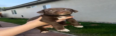 German Shorthaired Pointer Puppy 3