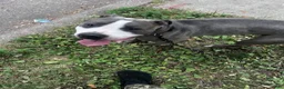 American Pit Bull Terrier dogs for sale: American Pit Bull Terrier 1 - Ad 1