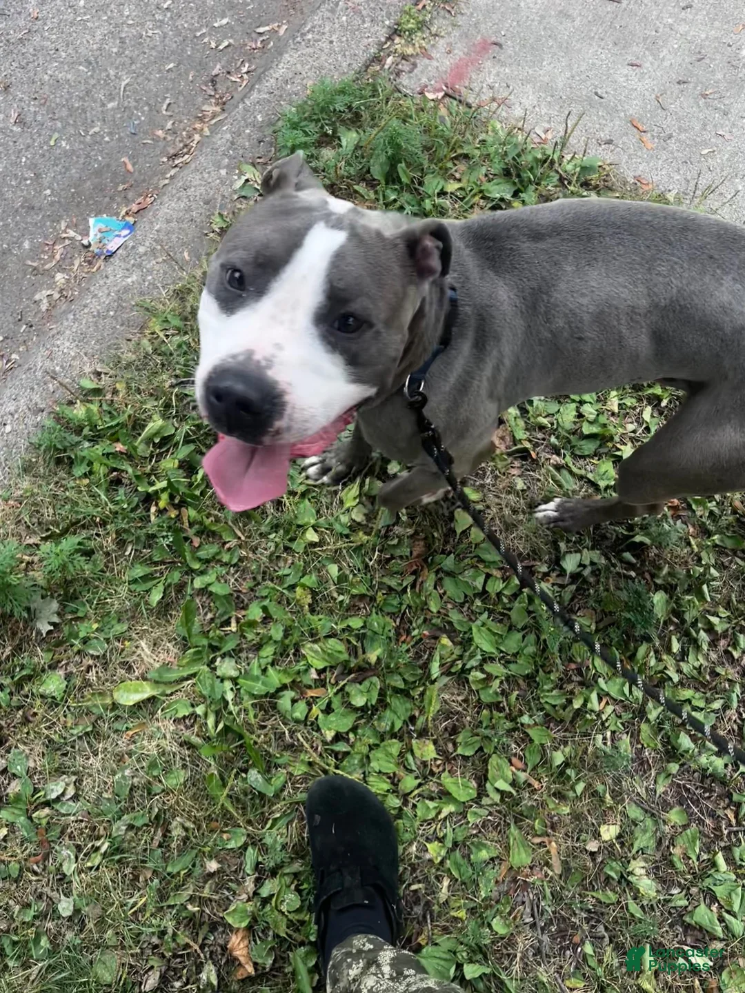 American Pit Bull Terrier dogs for sale: American Pit Bull Terrier 1 - Ad 1
