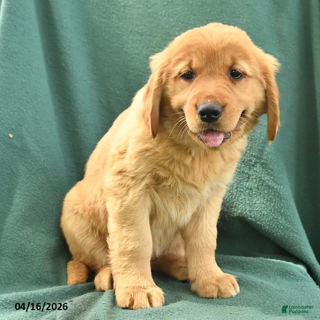Golden Retriever dogs for sale: Rita - Ad 2