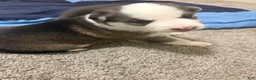 Mixed Breed dogs for sale: Lydia - Ad 4