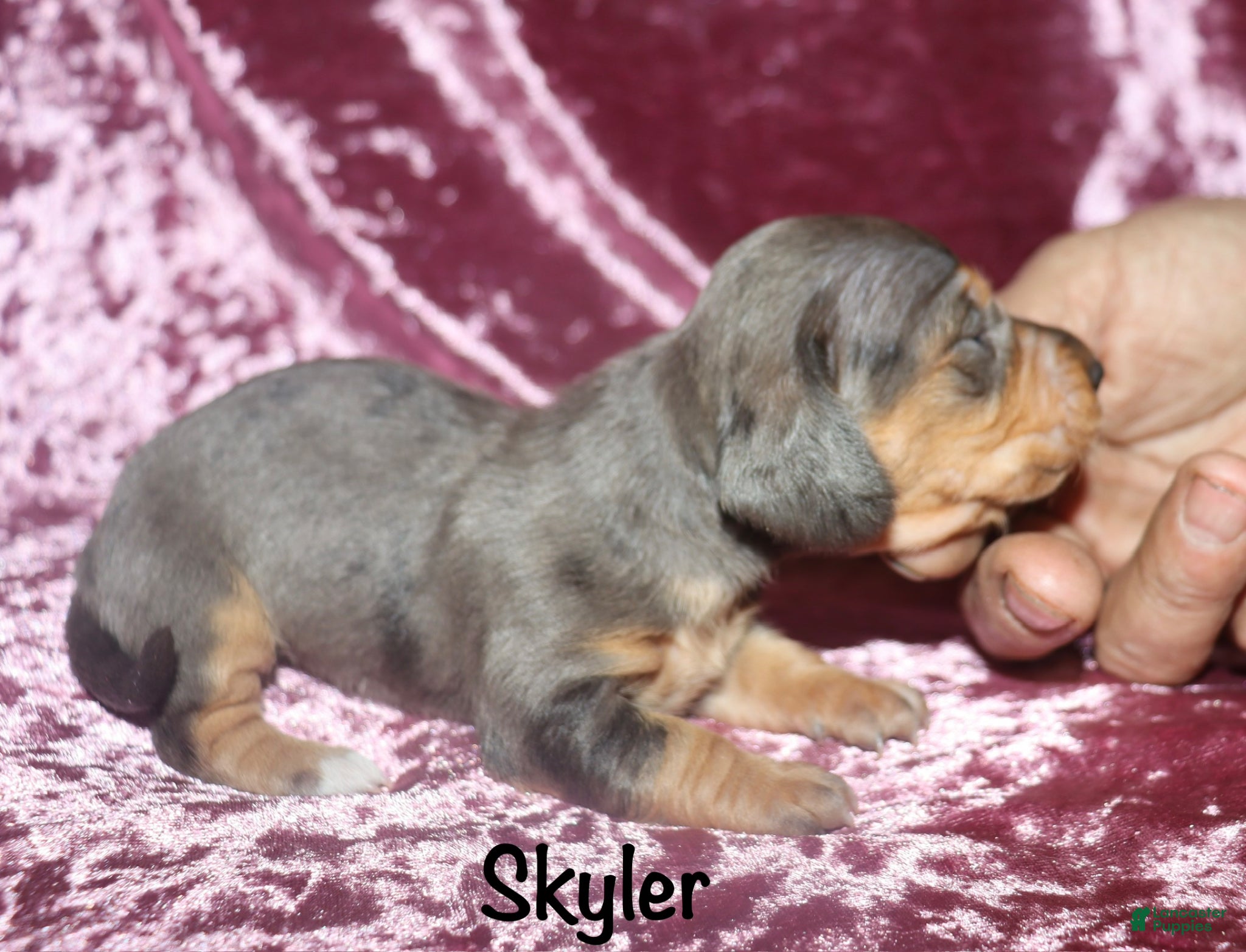 Miniature Dachshund dogs Skyler  - Ad 23