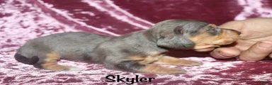 Skyler 