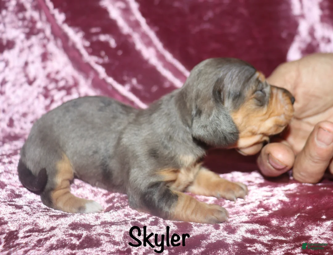 Miniature Dachshund dogs for sale: Skyler  - Ad 1