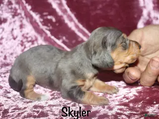 Miniature Dachshund dogs Skyler - Ad 40