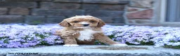 Toy Poodle dogs for sale: Rose  - Ad 1