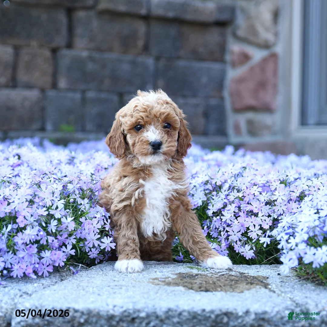 Toy Poodle dogs for sale: Rose  - Ad 1