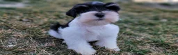 Miniature Schnauzer dogs for sale: Clementine, AKC Parti schnauzer - Ad 6