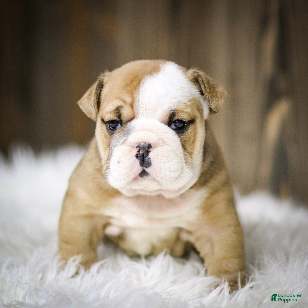 English Bulldog dogs for sale: Rudolph - Ad 10