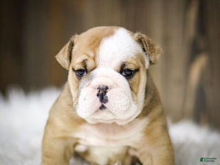 English Bulldog dogs - Ad 15