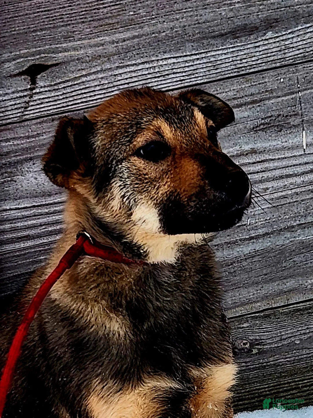 Gerberian Shepsky dogs for sale: Gerberian Shepsky Puppy 1 - Ad 4