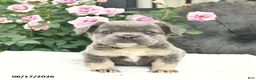 French Bulldog dogs for sale: Sage  - Ad 3