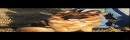 German Shepherd dogs for sale: Betty - Ad 22