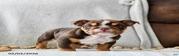 English Bulldog dogs for sale: Peanutbutter Ripple - Ad 2