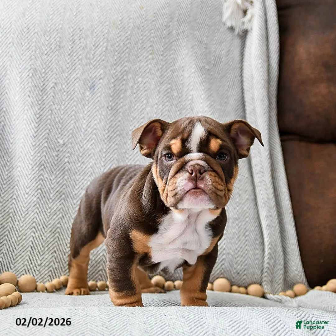 English Bulldog dogs for sale: Peanutbutter Ripple - Ad 2