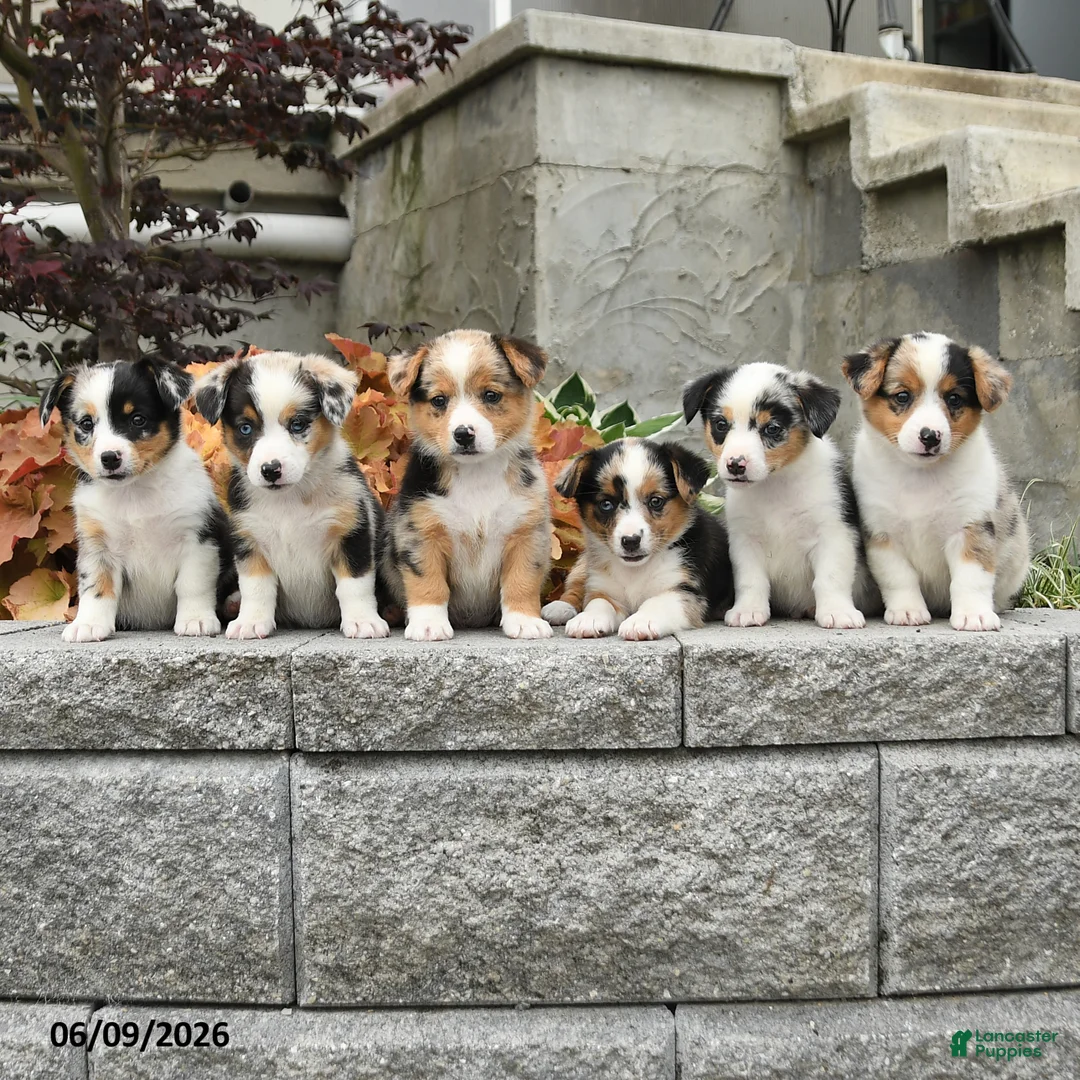 Mixed Breed dogs for sale: Nadia - Ad 5