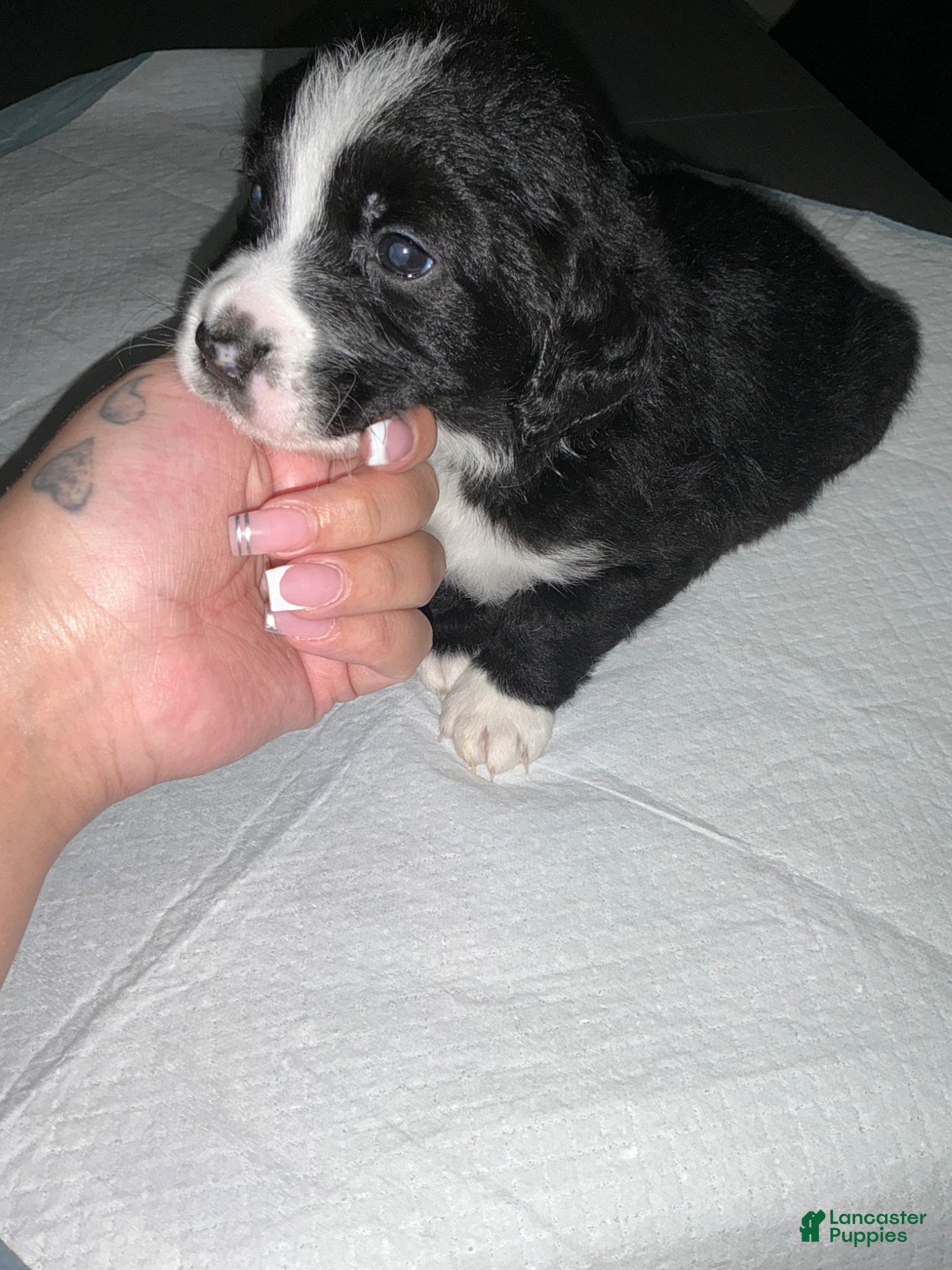Bernedoodle dogs Bernedoodle Puppy 1 - Ad 42