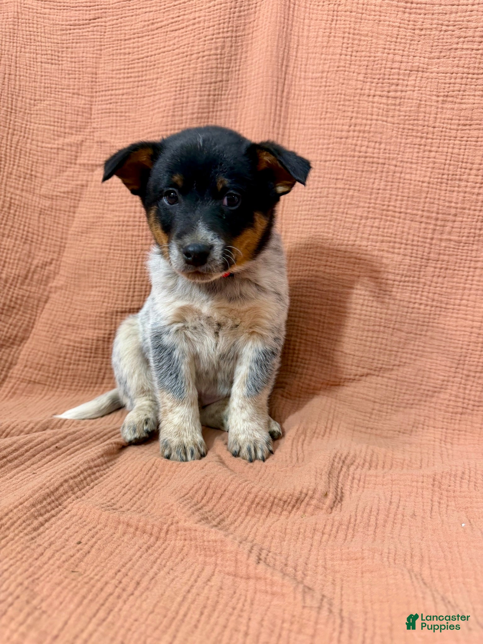 Mixed Breed dogs Frank - Ad 40