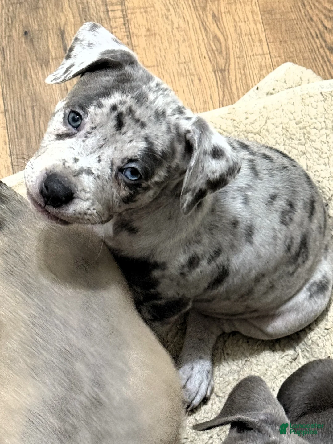 American Bully dogs for sale: "LIL KIM" - Ad 3