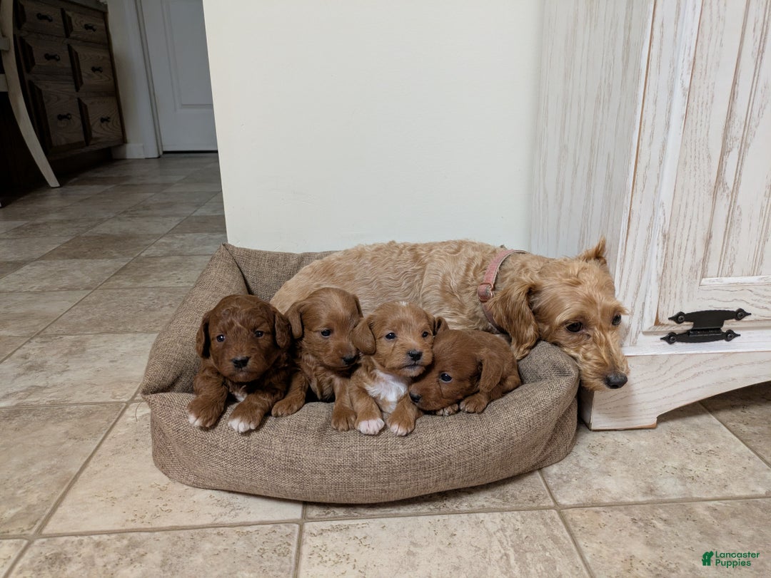 Jackapoo dogs for sale: Jasper - Ad 15