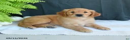 Golden Retriever dogs for sale: Wren - Ad 2