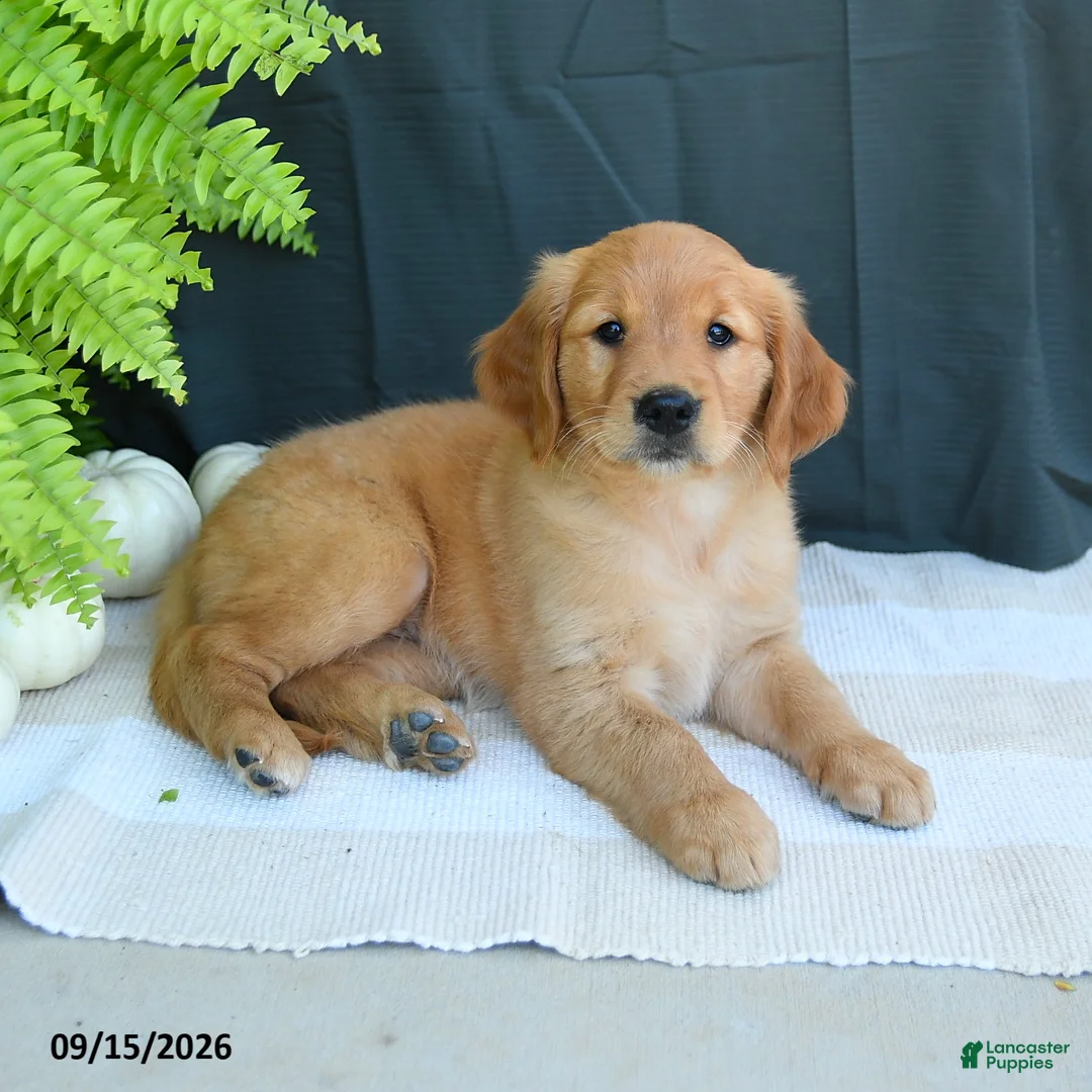 Golden Retriever dogs for sale: Wren - Ad 2