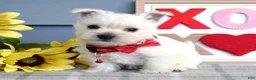 West Highland Terrier dogs for sale: Bella - Ad 9