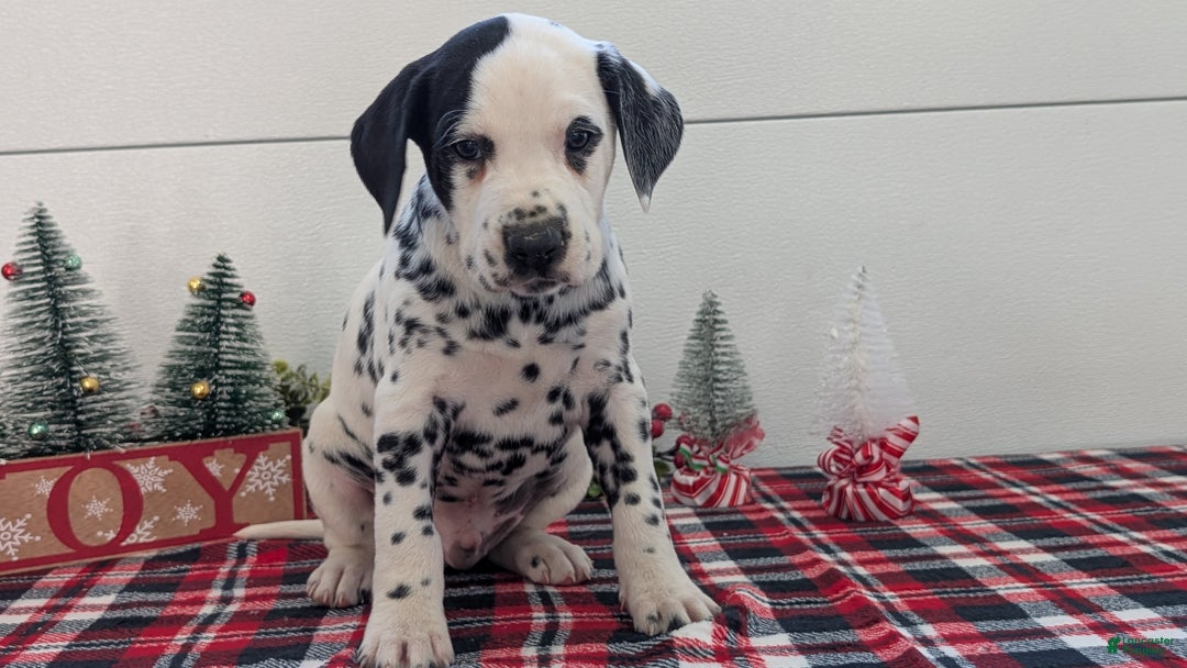 Dalmatian dogs for sale: Jasper - Ad 2