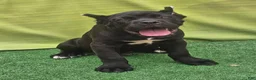 Cane Corso dogs for sale: MELLO - Ad 21