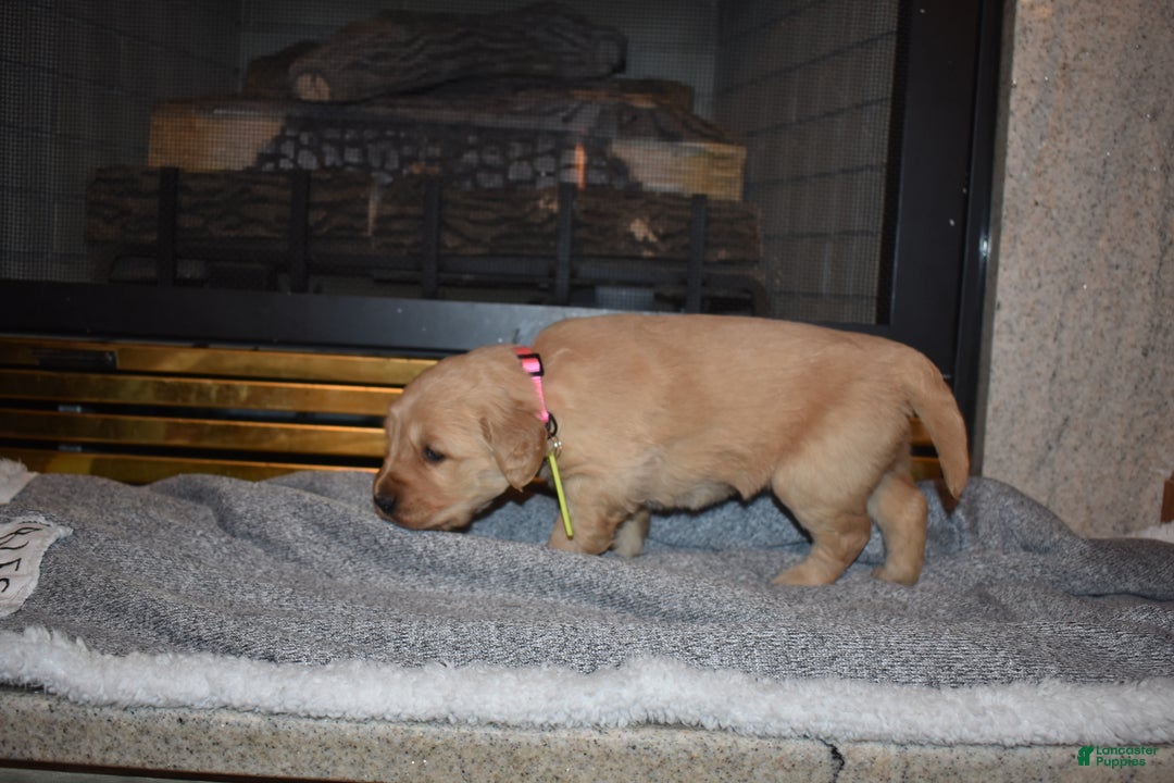 Golden Retriever dogs for sale: Kinzie - Ad 3