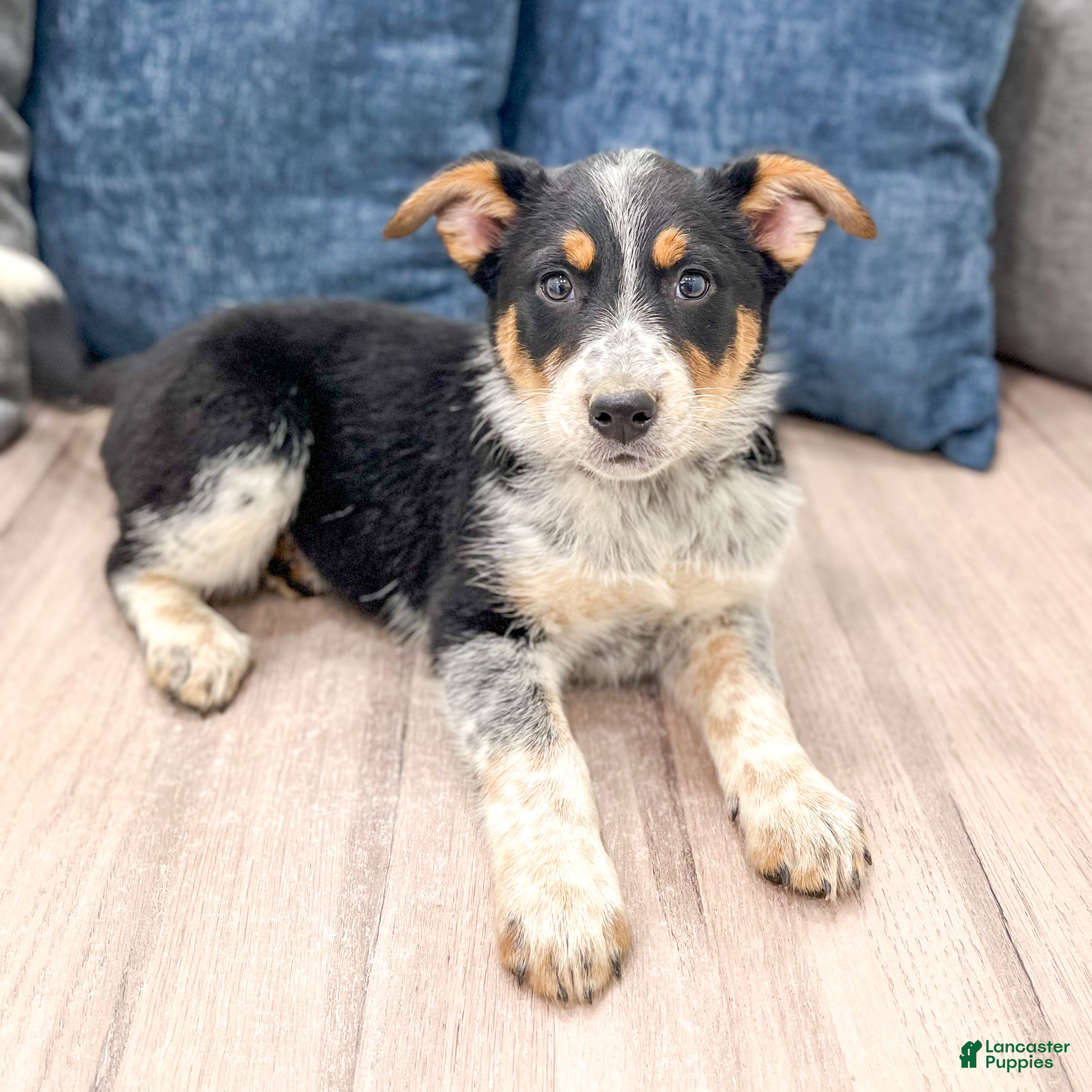 Australian Cattle Dog dogs for sale: Rory - Ad 2