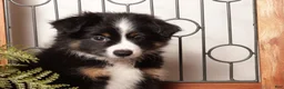 Miniature Australian Shepherd dogs for sale: Storm - Mini Aussie  - Ad 2